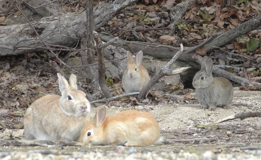 うさぎの島 って知ってる 広島県の大久野島で見れる 野生化したウサギの親 キッズの様子をお届け ニコニコニュース