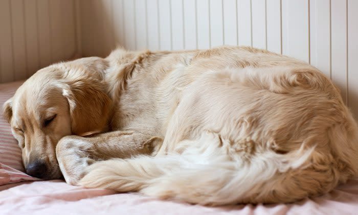 子牛のような子犬たち ゴールデンレトリバーの母親が不思議な子犬を出産 ニコニコニュース