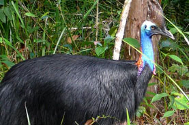 世界で最も危険な鳥 75歳の男性 ペットの鳥に襲われ亡くなる ニコニコニュース