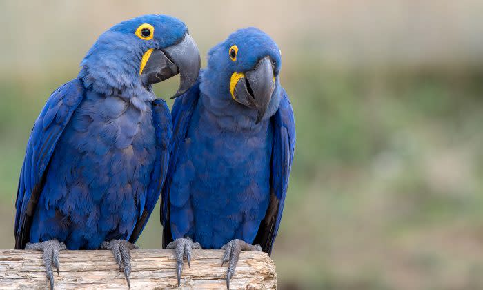 な*な様 インコ ルリコンゴウインコ 鳥 残響青 原画 1点物 (2024年12 ルリコンゴウインコ｜動物図鑑｜岡崎おでかけナビ - 岡崎市観光