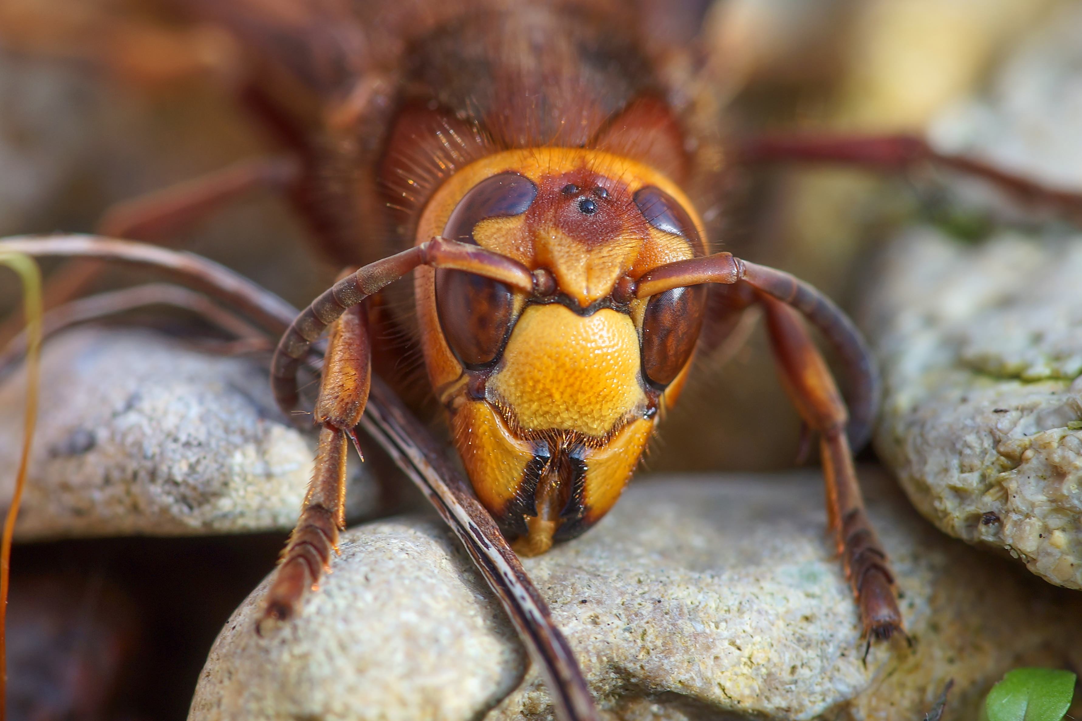 校外学習でスズメバチに刺されて11名が救急搬送 ふざけて吊り橋を揺らしたら ニコニコニュース