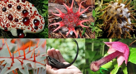 圧倒的存在感のある異様な形状をした10の植物 菌類 閲覧注意 ニコニコニュース