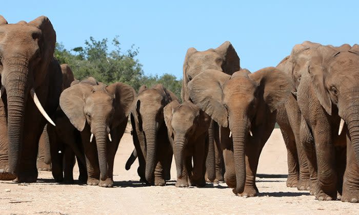 死んでる象 300頭の象が群れのリーダーに最後のお別れ | ニコニコニュース