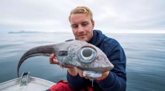 目玉の大きさがすごい 巨大な目を持つエイリアンのような深海魚が釣り上げられる ノルウェー ニコニコニュース