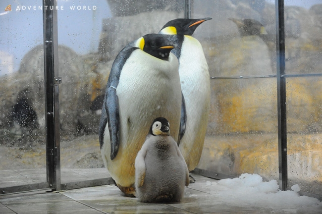 エンペラーペンギン １０月初旬に誕生予定２００４年の第１羽目誕生以降 １３羽目となる赤ちゃんです ニコニコニュース