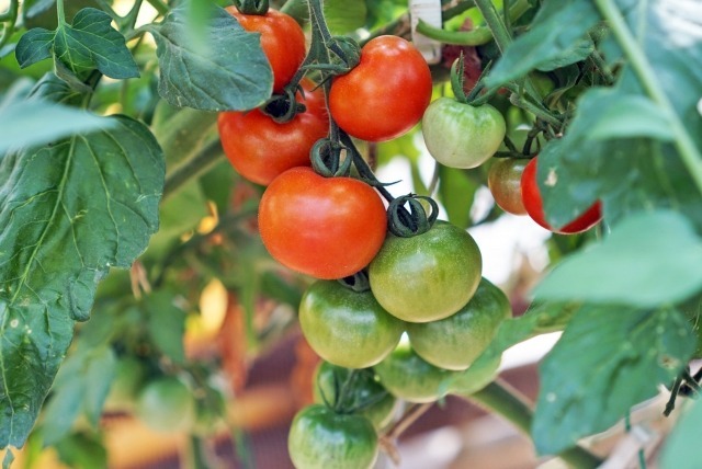 家庭菜園でトマトを収穫 失敗知らずのトマト栽培をはじめよう ニコニコニュース