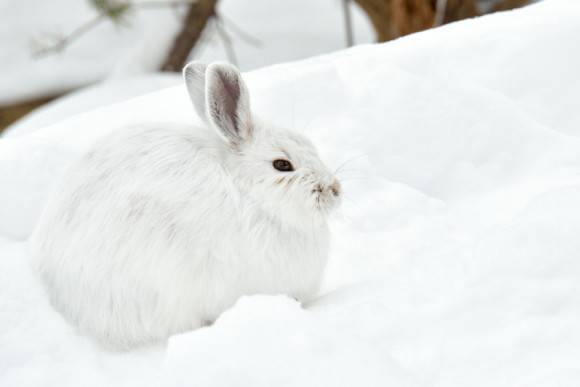 雪玉じゃないよ 雪見大福でもないよ 雪と同化するホッキョクウサギのまんまるな姿 ニコニコニュース