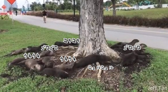 一体何が起きている 木の根元でカワウソの集団がうねうねローリングしているの図 ニコニコニュース