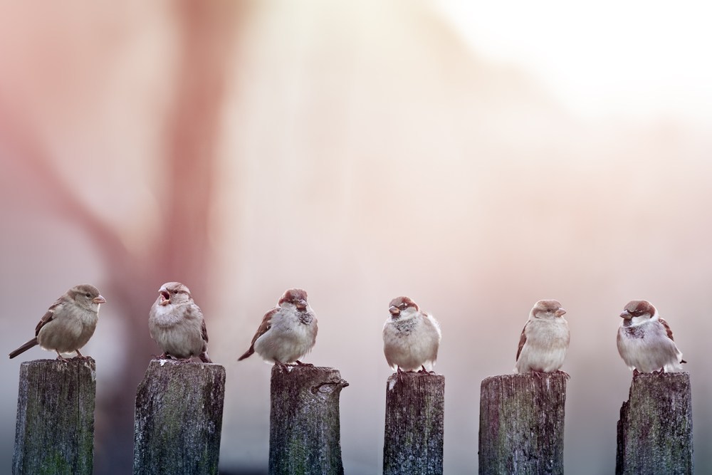 常識だった 鳥のフンが落ちにくいのは尿酸のせい を覆す新事実が発覚 ニコニコニュース