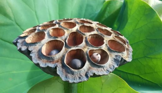 閲覧注意 規則性のある泡が集合体恐怖症には発狂ものだと話題に ニコニコニュース