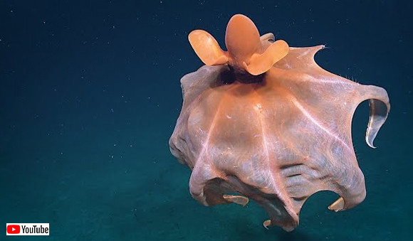 深海の生物ってやっぱりすごい ヒラヒラと舞うその姿はまさに異星クリーチャーなタコが撮影される アメリカ ニコニコニュース