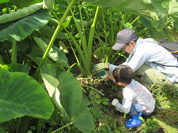 有機野菜の収穫体験 宮城県柴田郡川崎町で 新鮮お野菜収穫体験 開催中 ニコニコニュース