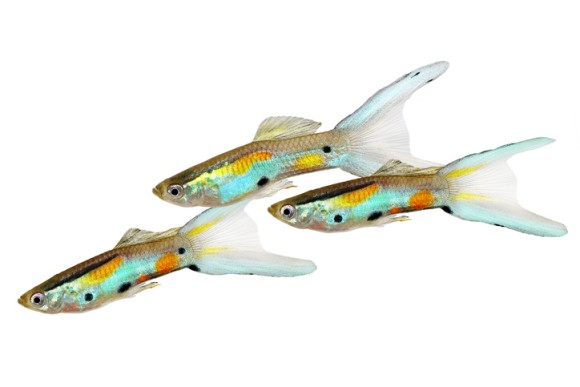 グッピーが教えてくれた生物が進化する理由 米研究 ニコニコニュース