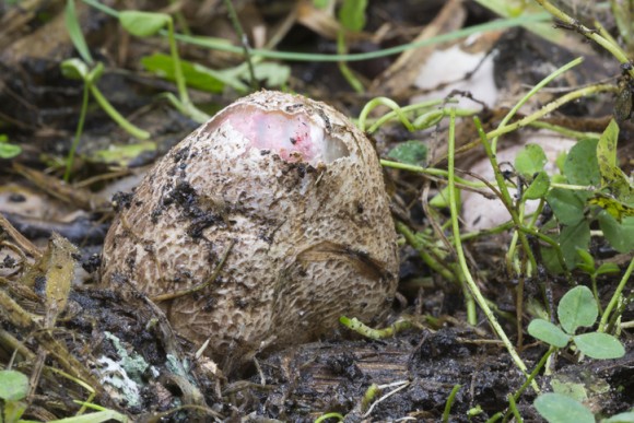 エイリアンの卵ような殻の中には赤い悪魔の指 地球内生物の概念を覆すタコスッポンダケのリアルな姿がとらえられる イギリス ニコニコニュース