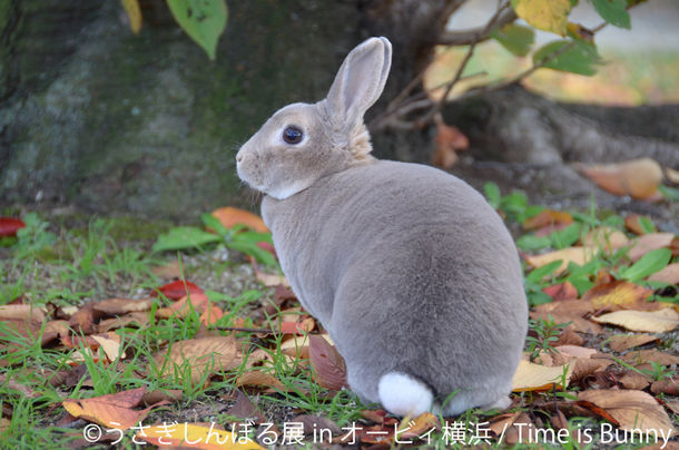 モフモフ うさぎ で肌寒さがホッコリする うさぎしんぼる展 ニコニコニュース