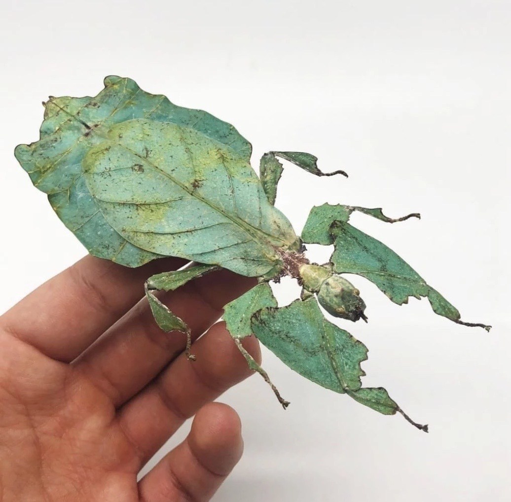 葉の 枯れ具合 まで完全擬態する昆虫のスペックがスゴイ ニコニコニュース