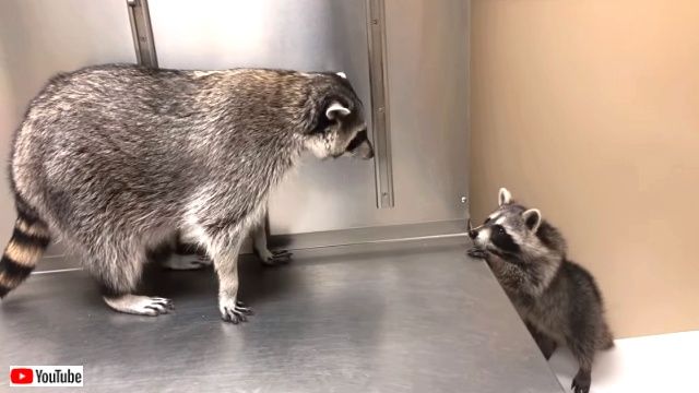 オマエ何 アンタ誰 アライグマのティトとチートのどきどきファーストエンカウンター ニコニコニュース