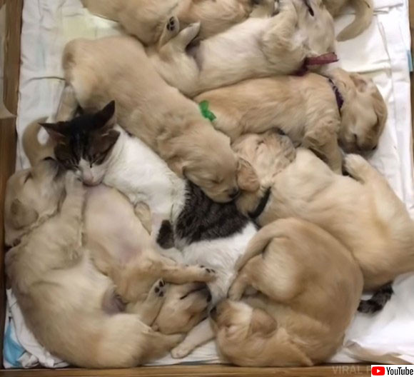 私が一緒に育てましょう ゴールデンレトリバーの10匹の赤ちゃんのベビーシッターをかって出た１匹の猫 ニコニコニュース
