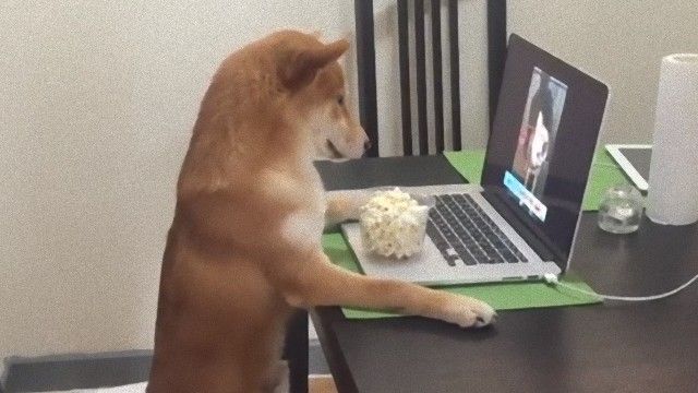 ネトフリ大好き柴犬 ポップコーンを食べながら人間さながら椅子に座って映画鑑賞 ニコニコニュース