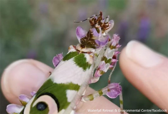 可憐な花にしか見えない 美しすぎて発見者を驚かせたハナカマキリ 南アフリカ カマキリ出演中 ニコニコニュース