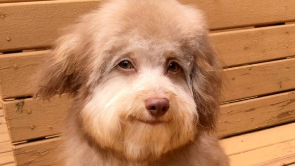 犬がどんどん人化している またしても発見された人面犬 アメリカ ニコニコニュース