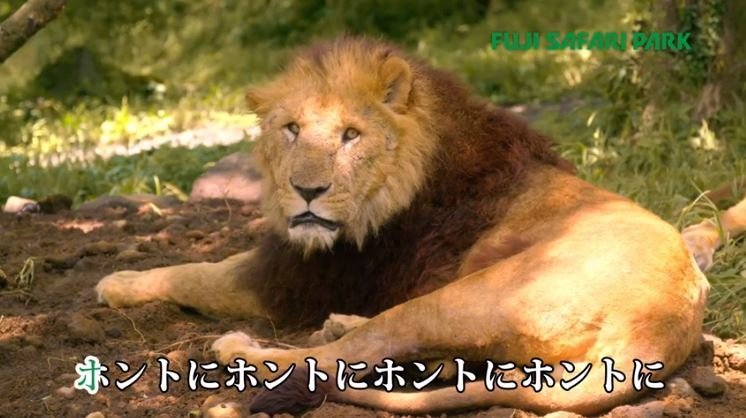 ホントにホントにライオンだ 富士サファリパークのcmソング 実は フルバーション があった ニコニコニュース