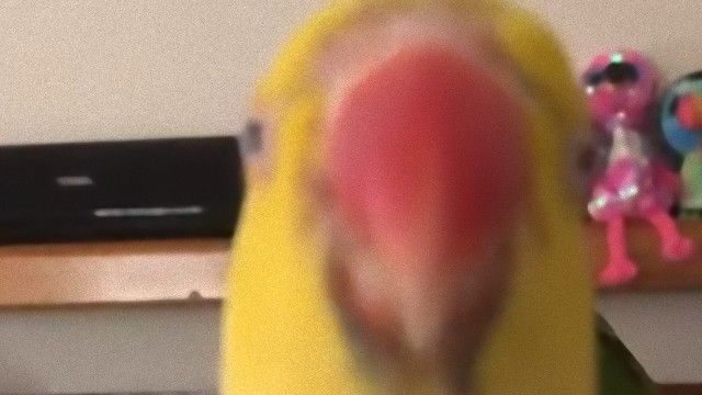 いないいないばあ ワカケホンセイインコ最強のビデオボム ニコニコニュース