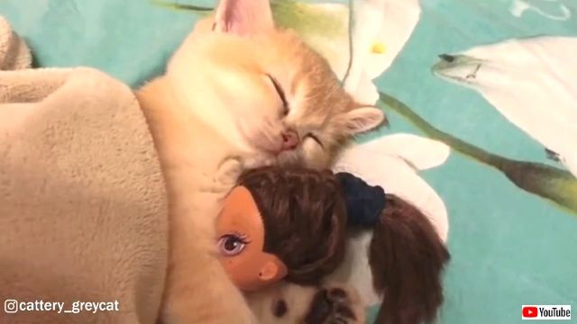 あったかくしていい夢見てね 人形をしっかり抱っこしておねむな子猫が可愛すぎる ニコニコニュース