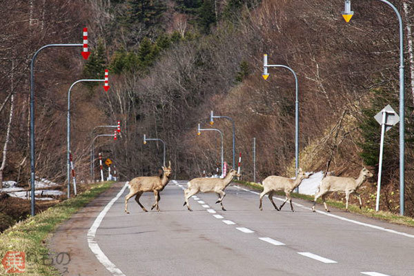 動物接触事故 秋は 鹿 要注意 平均修理費50万越え 対策は 高速は年間約5万件発生 ニコニコニュース