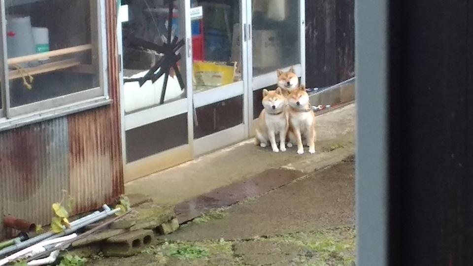 これは恐ろしい ご主人を待つ 柴犬ケルベロス のかわいさがモンスター級 ニコニコニュース