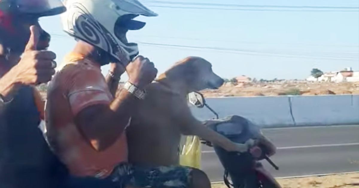 進化しすぎ 2人を乗せてバイクを運転する犬が目撃され話題に ニコニコニュース