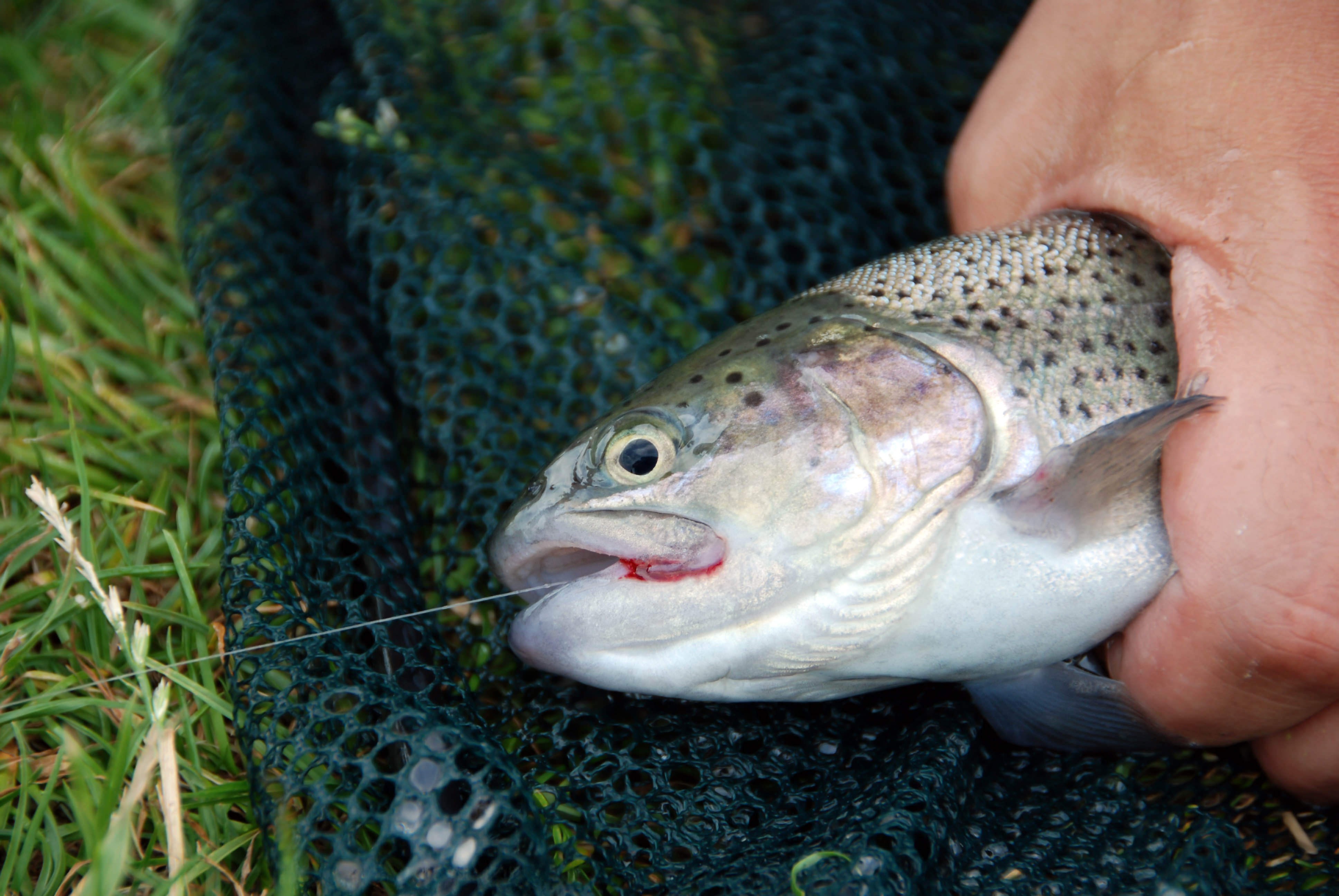御嶽海 意外にも魚が触れないほど苦手 可愛すぎる の声殺到 ニコニコニュース