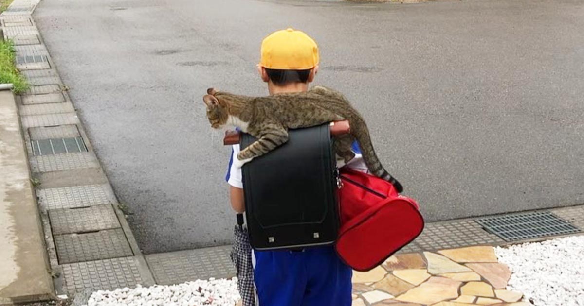毎日ランドセルに乗って登校する少年をお見送りする猫が可愛すぎると話題に ニコニコニュース