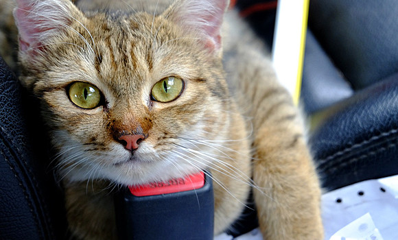 アメリカで人気のある猫の名前は 19年ランキングが発表 そして日本は ニコニコニュース