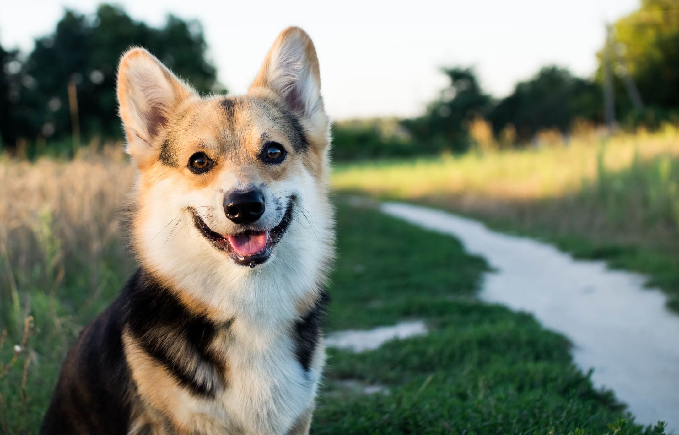 友人の犬を預かったばかりに 4歳児が母親の目の前で襲われ死亡 ニコニコニュース