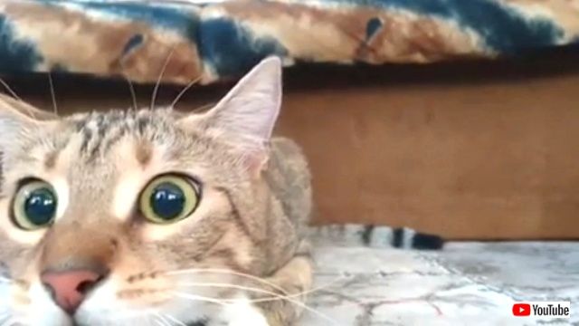 こっ怖い でも画面から目を離せにゃい 猫のドキドキホラー映画鑑賞風景 ニコニコニュース