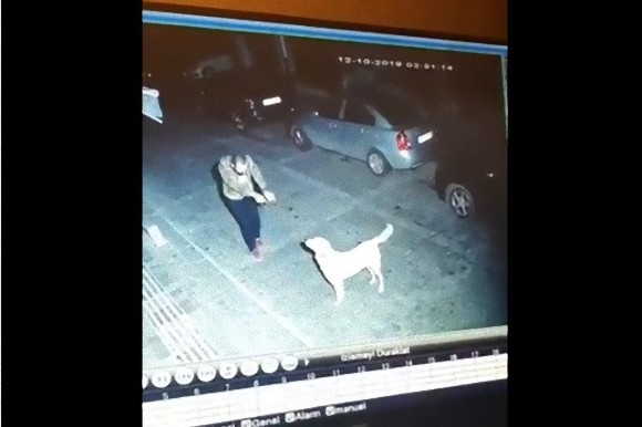 犬は犬好きの人がちゃんとわかる 路上で踊りながら近付く男性を見た野良犬 尻尾を振って応える トルコ ニコニコニュース