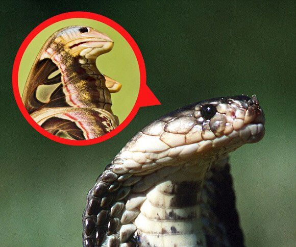 世界最大級の蛾 ヨナグニサン の羽にはコブラが宿っていた コブラに擬態し捕食者を撃退 昆虫注意 ニコニコニュース