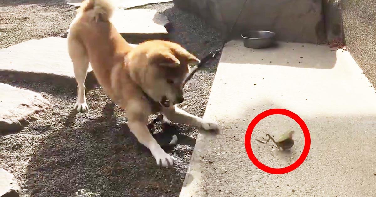 犬が騒がしいなぁと思ったらカマキリと戦ってたと話題に ちょっと犬が押されてる笑 ニコニコニュース