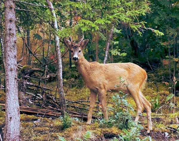 妊婦が犬に噛み殺される 死の直前夫に 怖い犬がいる と ニコニコニュース