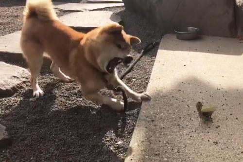 柴犬がカマキリと対決する動画が話題に イッヌもかわいいし カマキリさんも勇者 ワンコの猫パンチ ニコニコニュース