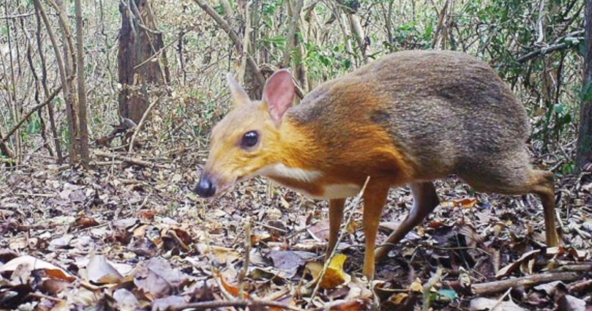 絶滅したと思われていた マメジカ がカメラの前に姿を現し話題に ウサギのサイズしかない世界最小の有蹄動物 ニコニコニュース