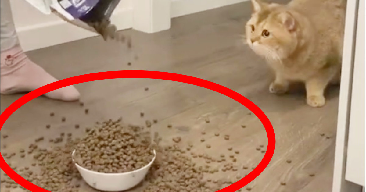 めっちゃ心配されてる 非合理的な人間の行動にドン引きする猫が話題に笑 ニコニコニュース