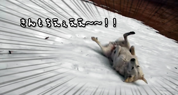 雪滑りの快感を覚えてしまった犬の反応 ニコニコニュース