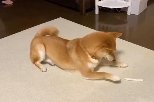 柴犬がオヤツで遊ぶ動画に しっぽがずっとフリフリしてるのがまた可愛い 結局食べるんかい の声 ニコニコニュース