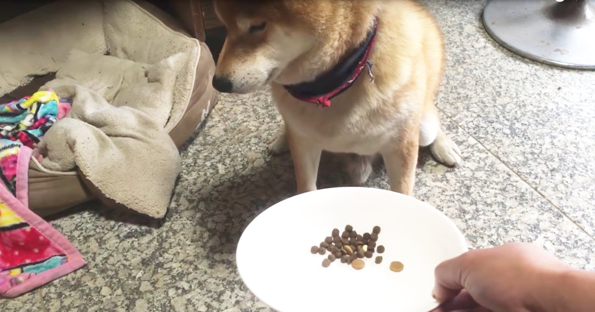 手で食べさせて欲しくてワザと少しだけご飯を残す柴犬が可愛すぎると話題に ニコニコニュース