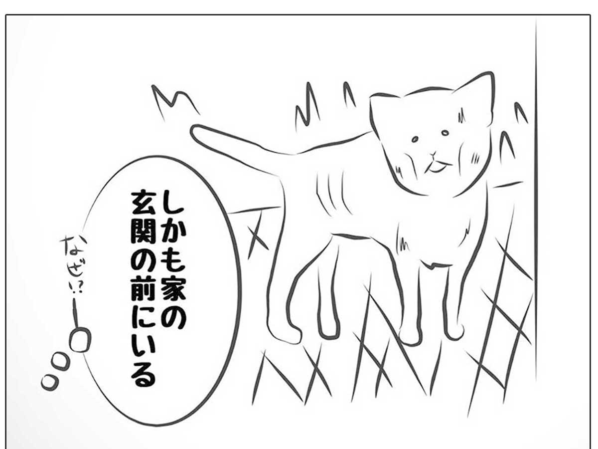 玄関前に『やせ細った野良猫』が… 保護後も鳴き続けた理由に涙 ニコニコニュース