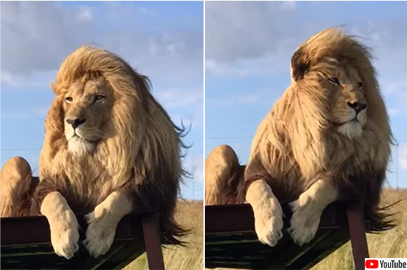 イケメンがすぎる 王者の風格とイケメンオーラを身にまとったライオンの動画 ニコニコニュース