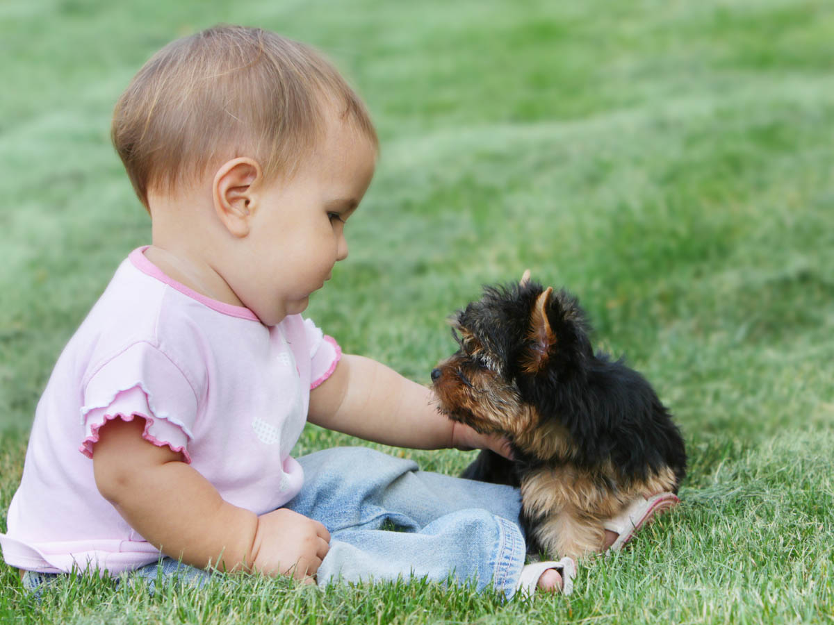 癒ししかない動画 疲れて泣き出した赤ちゃんに子犬を抱かせてみたら ニコニコニュース