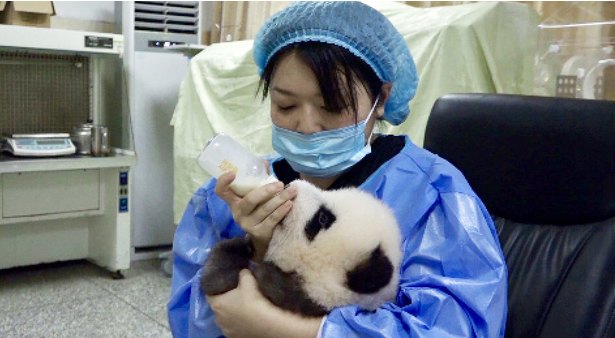 中国初の日本人女性パンダ飼育員や赤ちゃんパンダに密着 ニコニコニュース